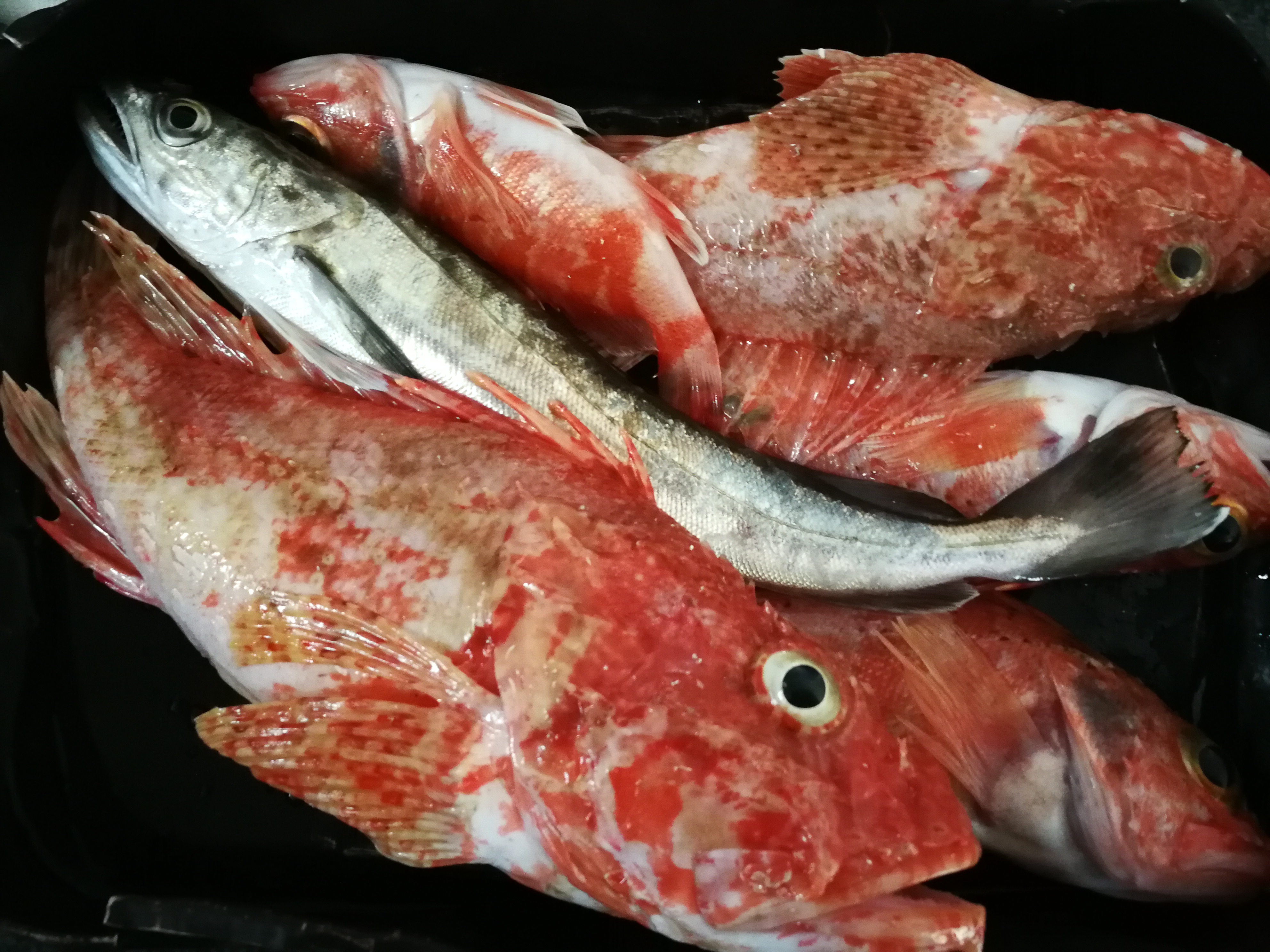 Poissons à l'eau folle